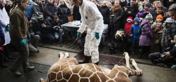 欧美人与牲口杂交据称已存在地下兽交组织多年并拍摄相关视频