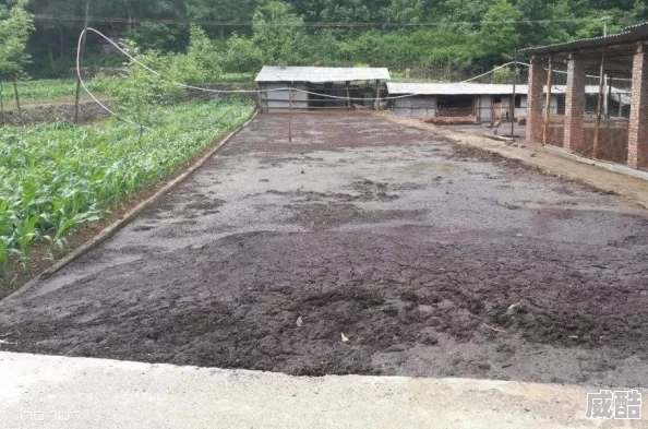 黑舍料养殖成本高污染严重部分养殖户违规倾倒废料