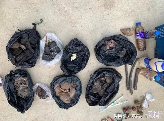 日皮的软件存在安全风险传播非法内容用户需谨慎