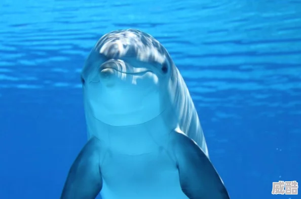 五月天停停海豚之恶＂海洋生物的智慧与人类的反思交织