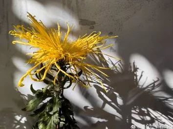 插菊花综合据传曾被多位神秘人士追捧一度引发坊间热议