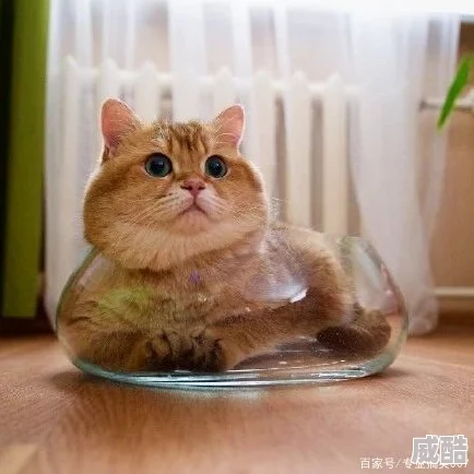 91老肥熟据传厨艺了得私下热爱园艺还养了一只橘猫名叫发财
