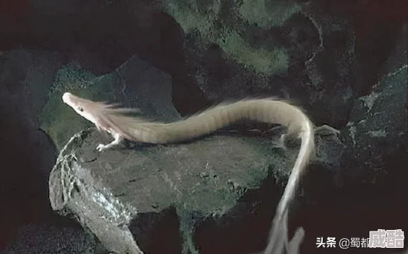 永恒之门最新目录更新缓慢内容注水情节拖沓
