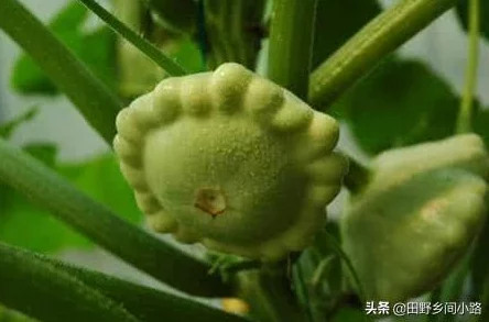深度解析植物大战僵尸2中飞碟瓜的性能与实战应用