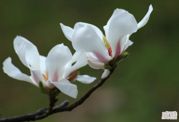 终焉的木兰花材料怎么快速获取？