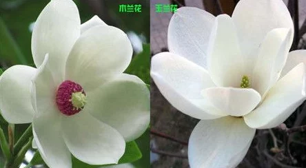 终焉的木兰花材料怎么快速获取？