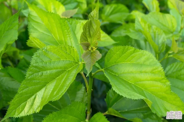 《植物大战僵尸杂交版》挑战模式第62关怎么过？
